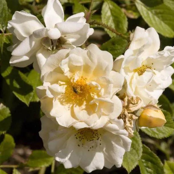 Goldfinch Rambling Rose (Rosa Goldfinch) 1